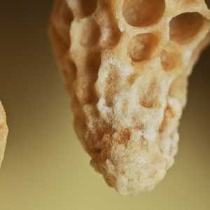 bees, queen cell, queen-2930728.jpg